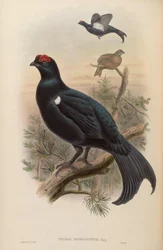 Tetrao mlokosiewiczi
